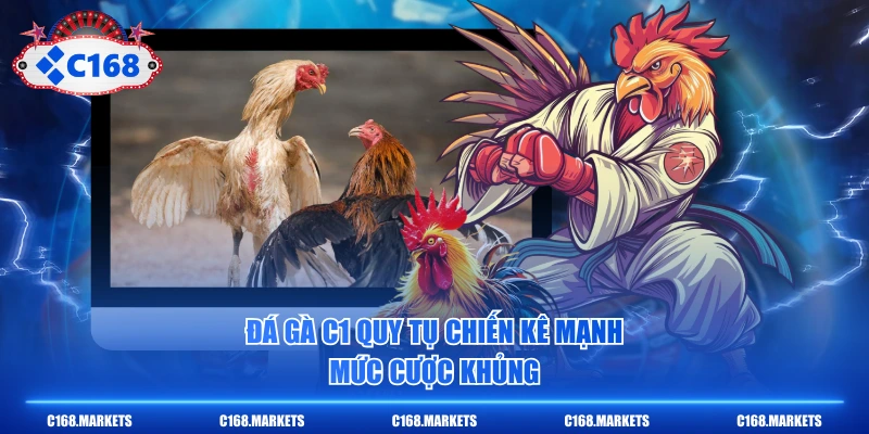 Đá Gà C1 quy tụ chiến kê mạnh, mức cược khủng