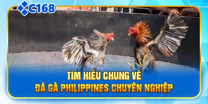 Tìm hiểu chung về đá gà Philippines chuyên nghiệp