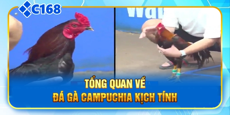 Tổng quan về đá gà Campuchia kịch tính
